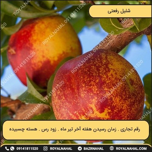 خرید نهال شلیل رفعتی