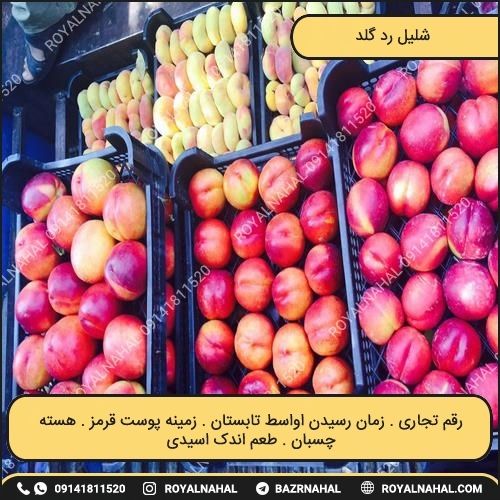 خرید نهال شلیل رد گلد