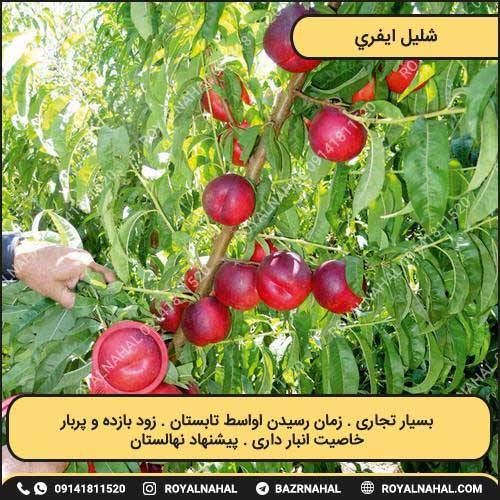 خرید نهال شلیل ایفری 