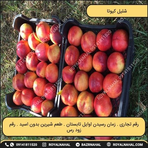 خرید نهال شلیل کیوتا