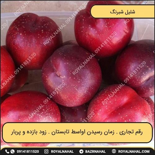 خرید نهال شلیل شبرنگ