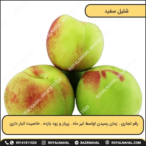 خرید نهال شلیل سفید
