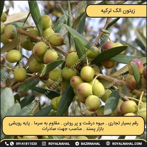 خرید نهال زیتون الک ترکیه 