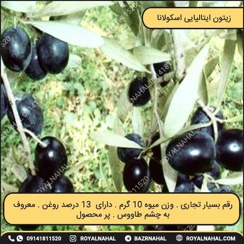 خرید نهال زیتون ایتالیایی اسکولانا