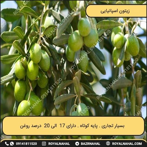 خرید نهال زیتون اسپانیایی