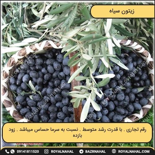 خرید نهال زیتون سیاه