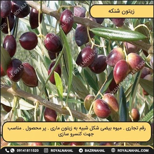 خرید نهال زیتون شنگه