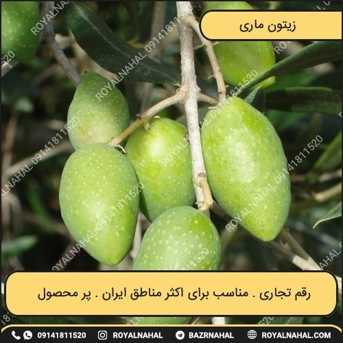 خرید نهال زیتون ماری
