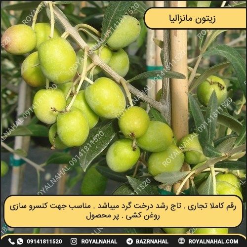 خرید نهال زیتون مانزانیلا