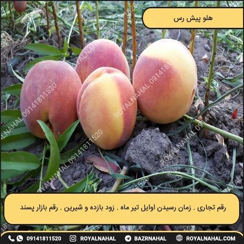 خرید نهال هلو پیش رس
