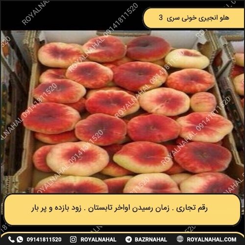 خرید نهال هلو انجیری خونی سری 3