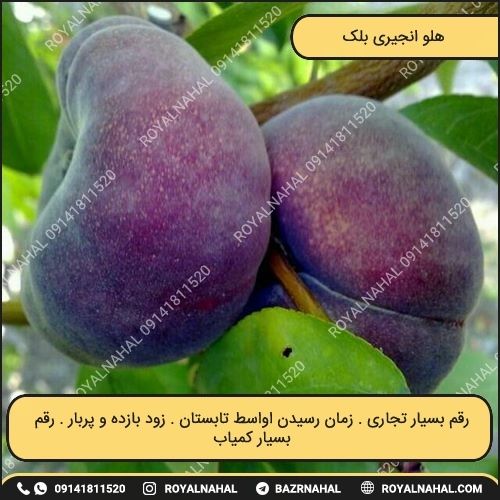 خرید نهال هلو انجیری بلک