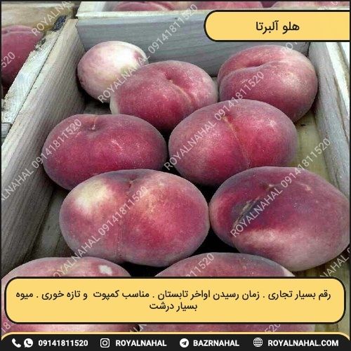 خرید نهال هلو آلبرتا 