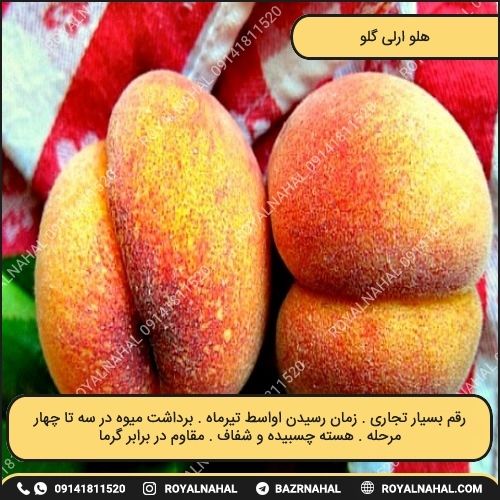 خرید نهال هلو ارلی گلو 