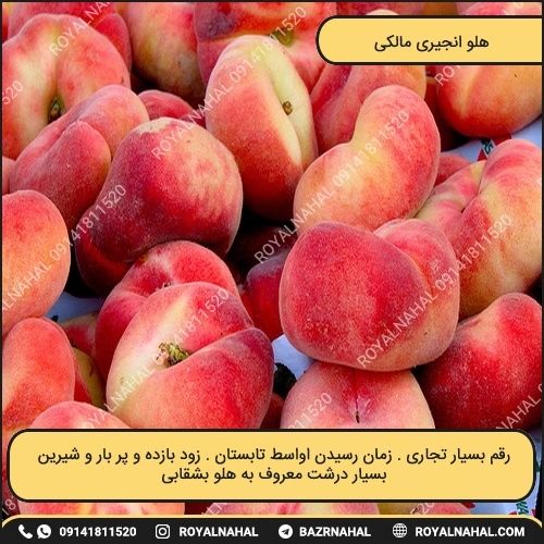 خرید نهال هلو انجیری مالکی