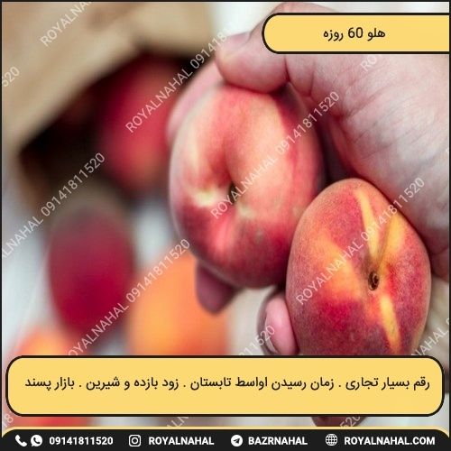 خرید نهال هلو 60 روزه