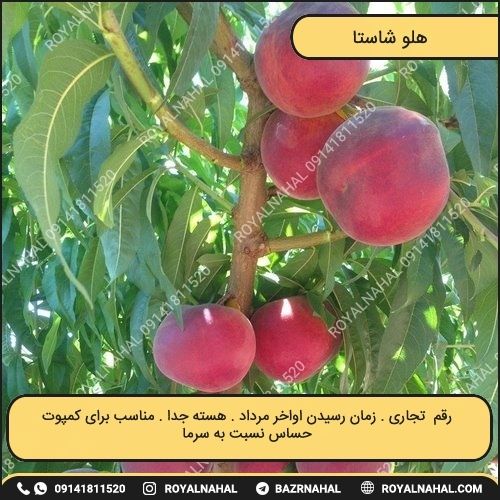خرید نهال هلو شاستا