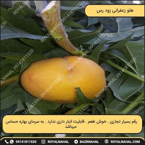 خرید نهال هلو زعفرانی هسته جدا