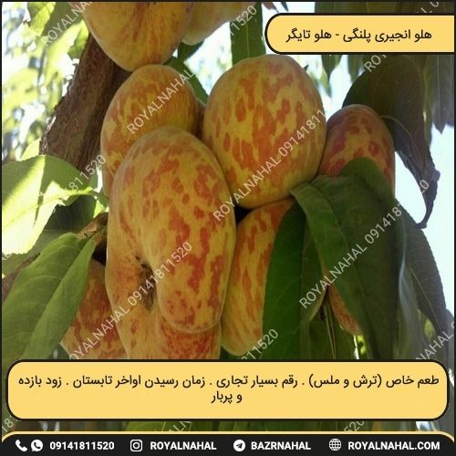 خرید نهال هلو انجیری پلنگی ( هلو تایگر)