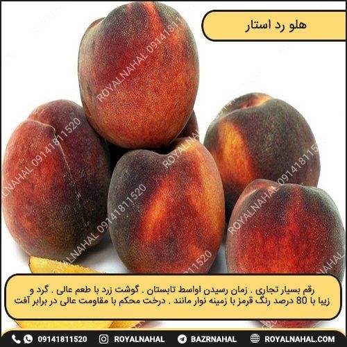 خرید نهال هلو رد استار
