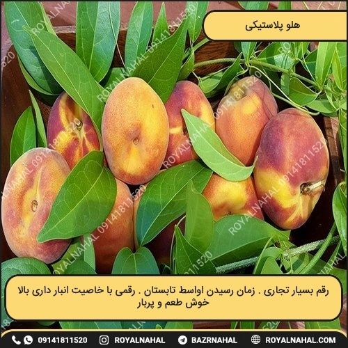 خرید نهال هلو پلاستیکی