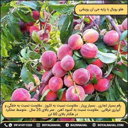 خرید نهال هلو رویال با پایه جی ان رویشی