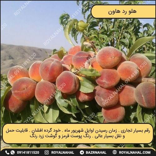 خرید نهال هلو رد هاون 