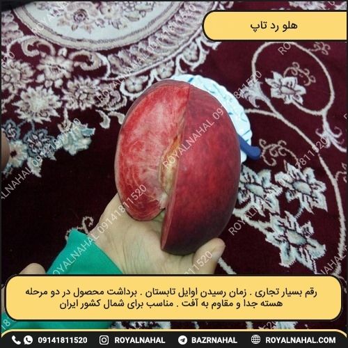 خرید نهال هلو رد تاپ