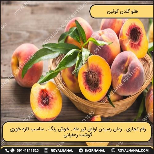 خرید نهال هلو گلدن کوئین