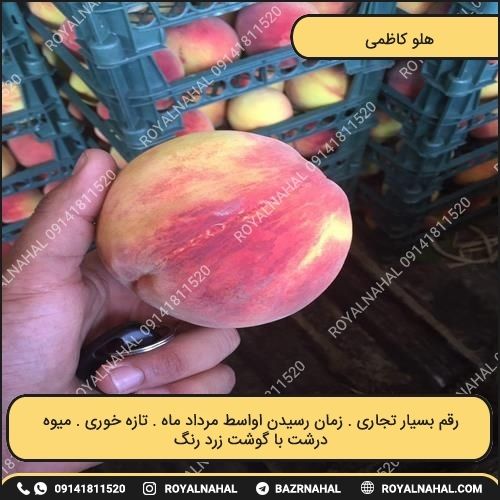 خرید نهال هلو کاظمی