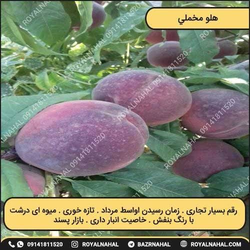خرید نهال هلو مخملی