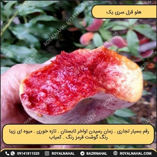 خرید نهال هلو قزل سری یک
