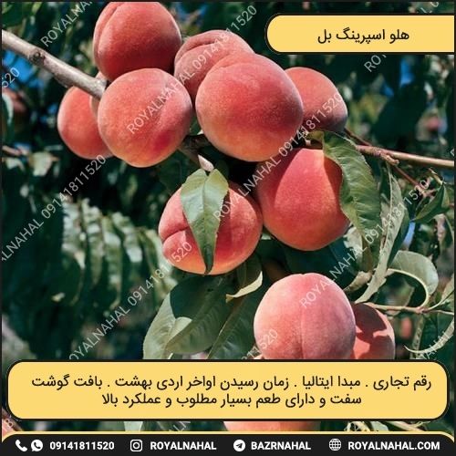 خرید نهال هلو اسپرینگ بل
