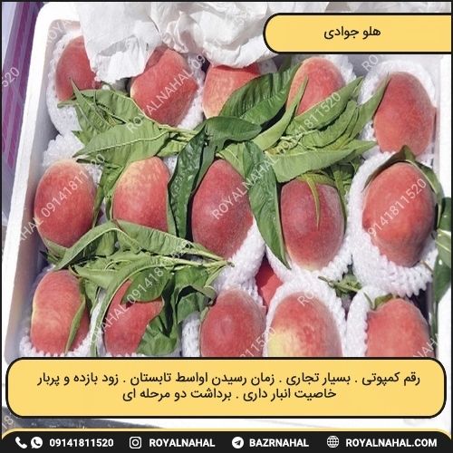 خرید نهال هلو جوادی