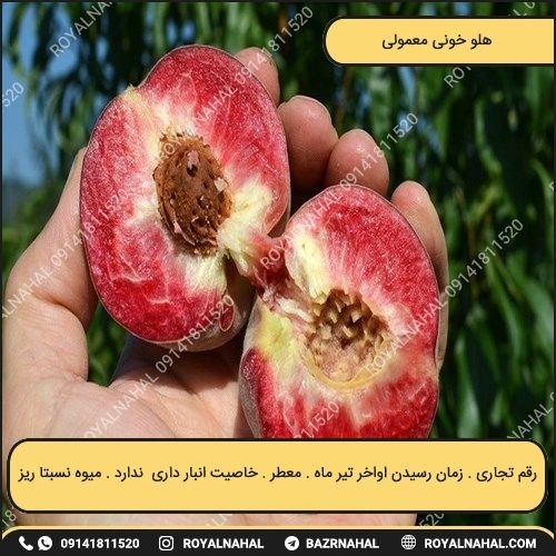 خرید نهال هلو خونی معمولی