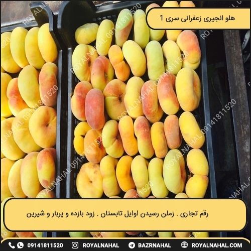 خرید نهال هلو انجیری زعفرانی سری 1