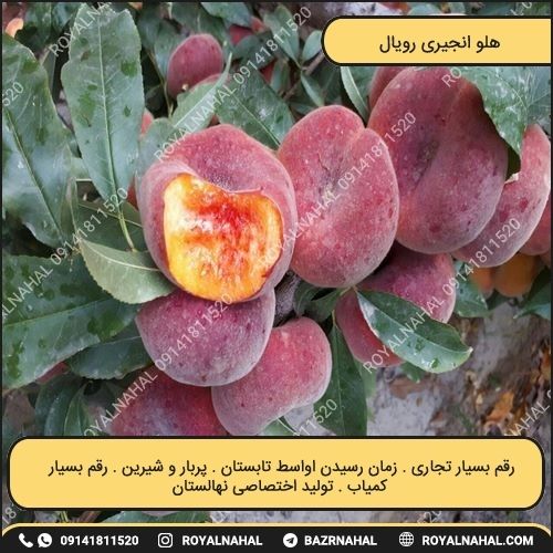 خرید نهال هلو رویال 
