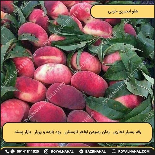 خرید نهال هلو انجیری خونی
