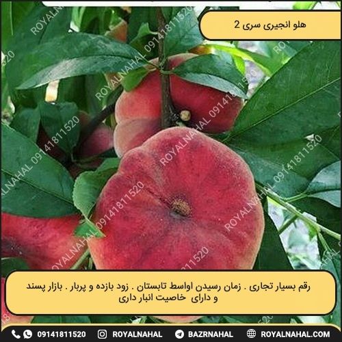 خرید نهال هلو انجیری سری 2