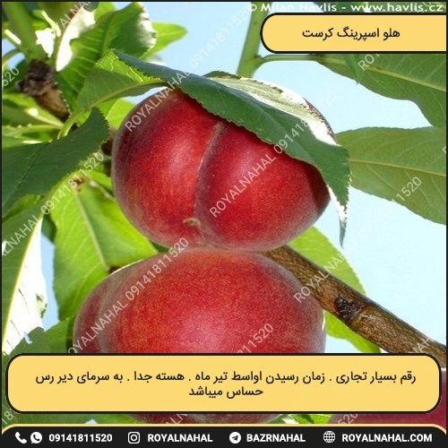 خرید نهال هلو اسپرینگ کرست