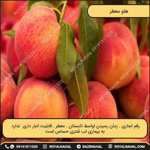 خرید نهال هلو معطر