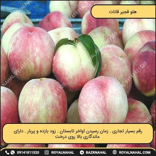 خرید نهال هلو قجیر قانات