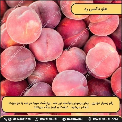 خرید نهال هلو دکسی رد