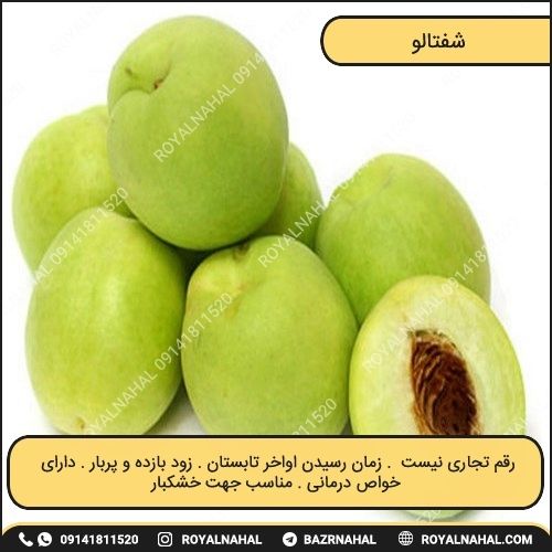 خرید نهال شفتالو