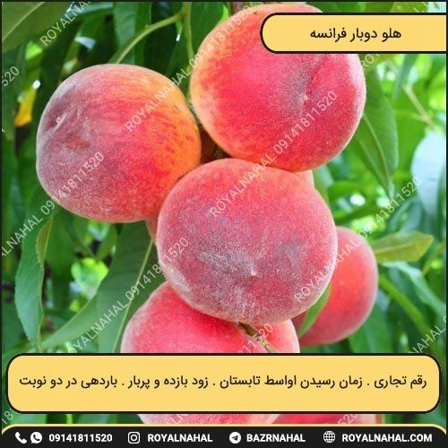 خرید نهال هلو دوبار فرانسه