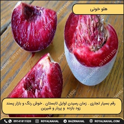 خرید نهال هلو خونی