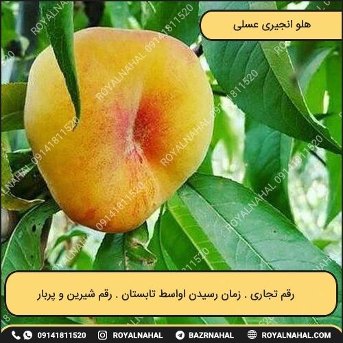 خرید نهال هلو انجیری عسلی