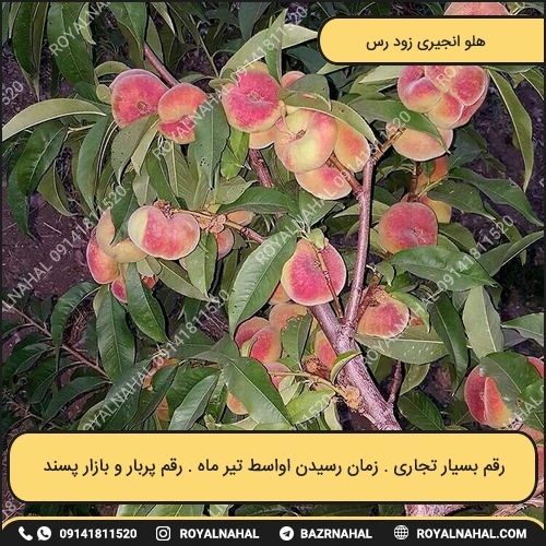 خرید نهال هلو انجیری زود رس