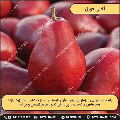 خرید نهال گلابی فورل