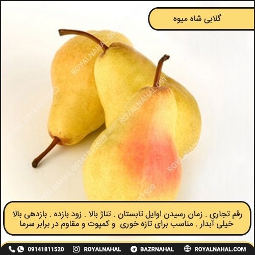 خرید نهال گلابی شاه میوه